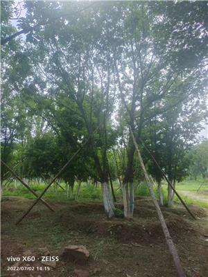 高度600厘米叢生蒙古櫟